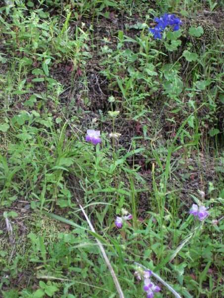 صورة Collinsia heterophylla Buist ex Graham