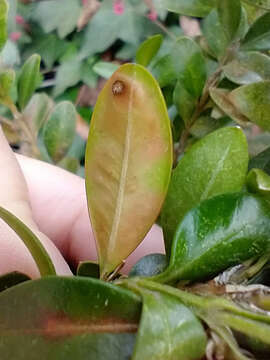 Image of Boxwood leafminer