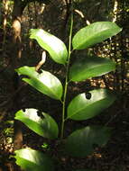 Image of Casearia ovata (Lam.) Willd.