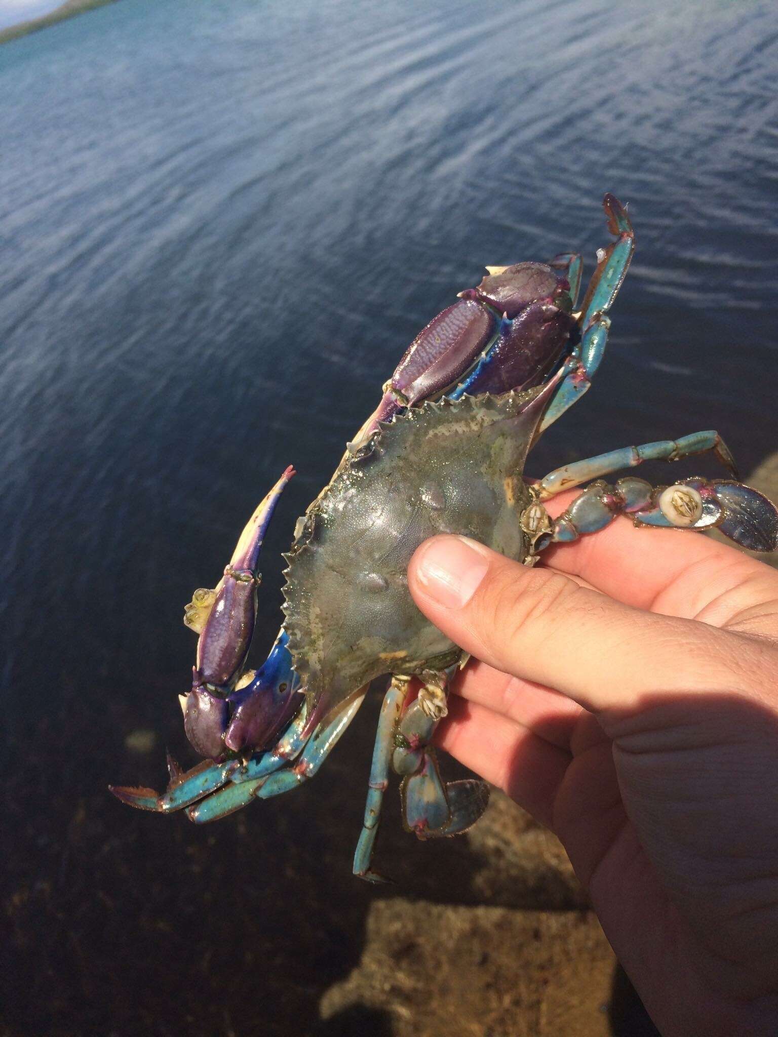 Image of Dana swimming crab