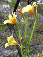 Image of apricot tulip