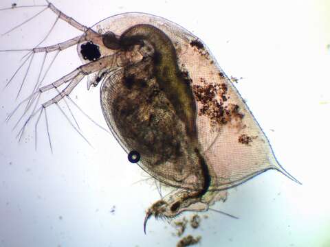 Image of Water Flea