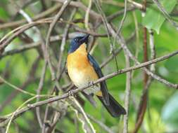 Image de Gobemouche des mangroves