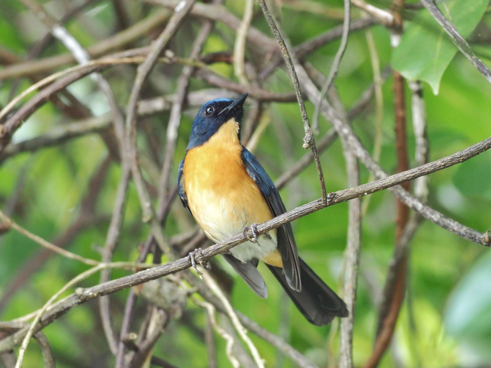 Image de Gobemouche des mangroves