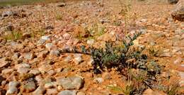 Image of <i>Pelargonium parviflorum</i>