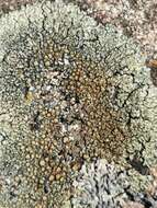 Image of <i>Lecanora bolcana</i>