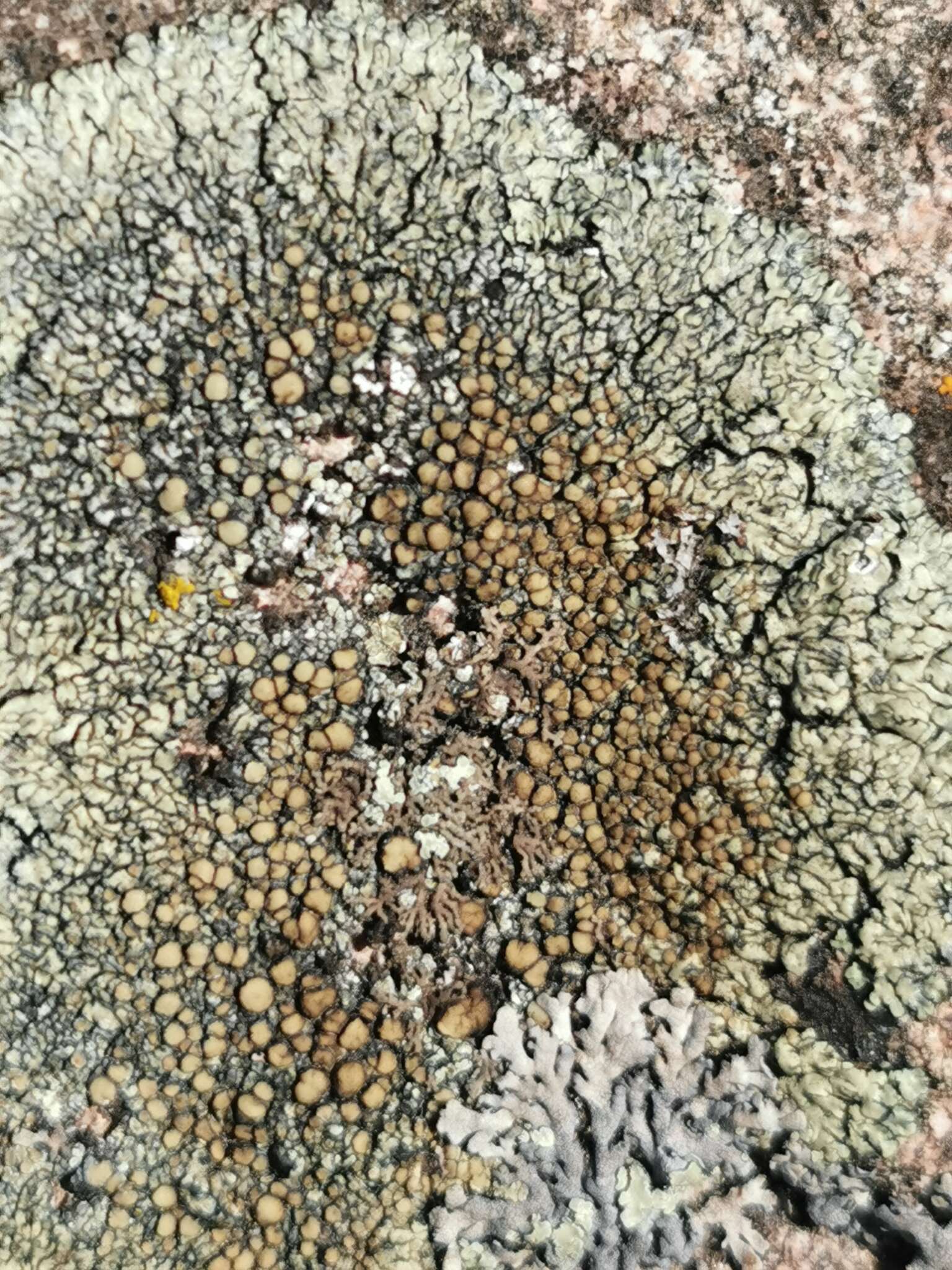 Image of <i>Lecanora bolcana</i>