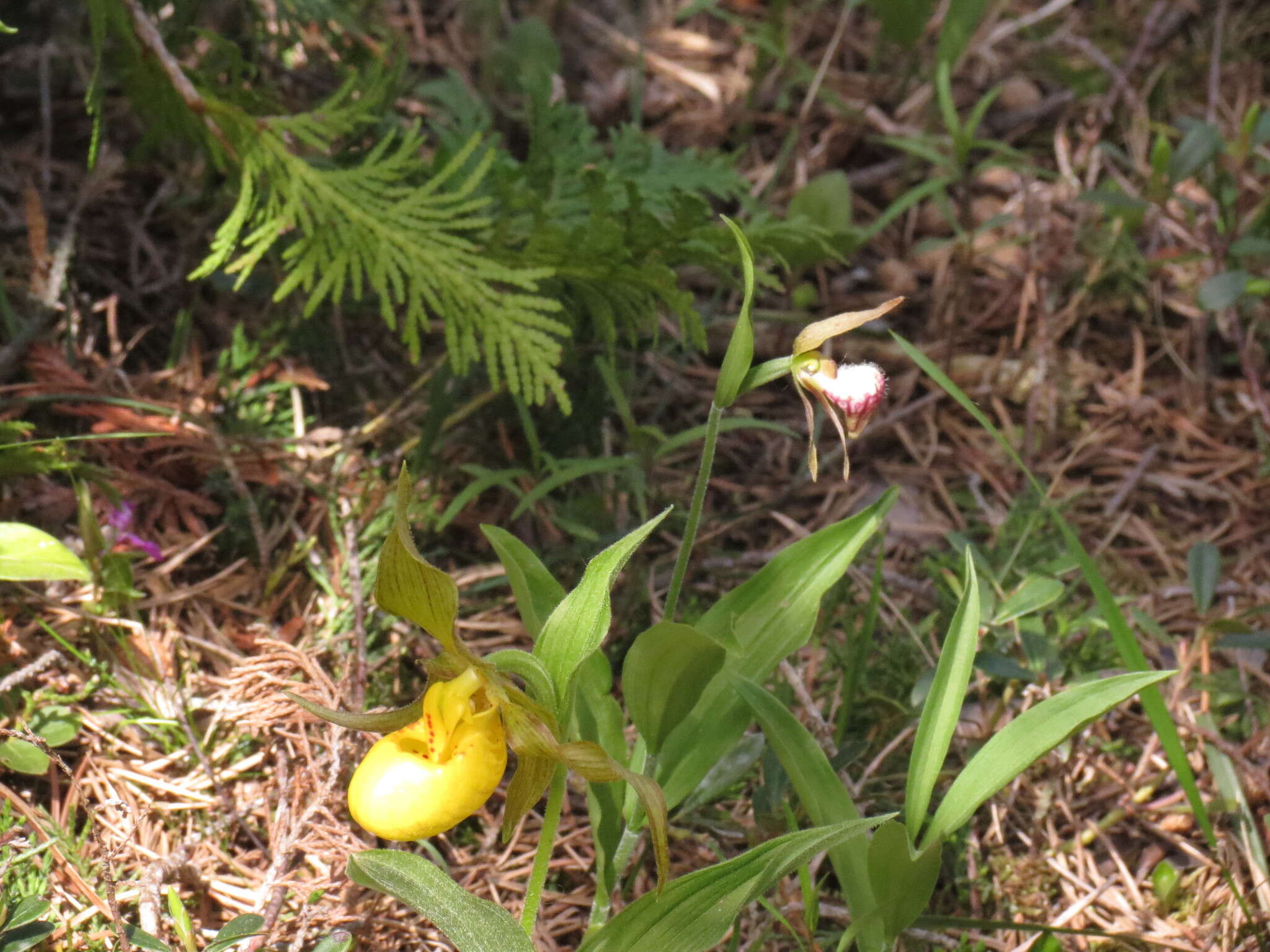 Image of Ram's head lady's slipper