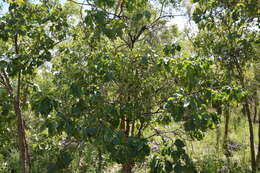 Sivun Terminalia latipes subsp. psilocarpa L. Pedley kuva