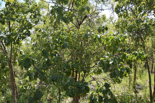 Image de Terminalia latipes Benth.