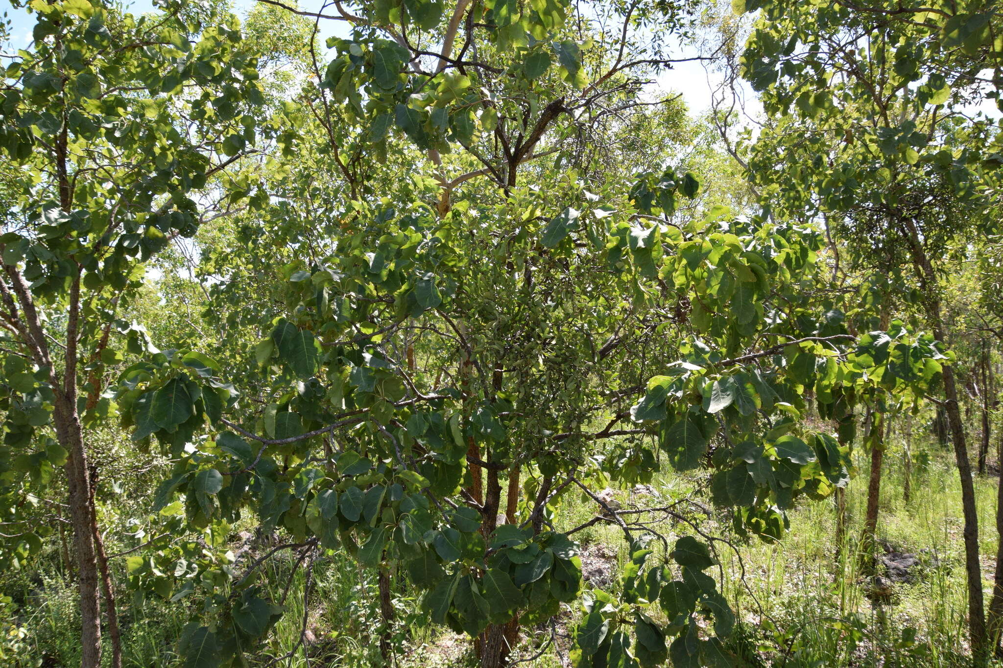 Sivun Terminalia latipes subsp. psilocarpa L. Pedley kuva