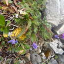 Image of <i>Oxytropis nigrescens</i> var. <i>lonchopoda</i> Barneby