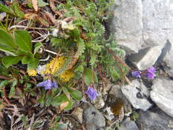 Image of <i>Oxytropis nigrescens</i> var. <i>lonchopoda</i> Barneby