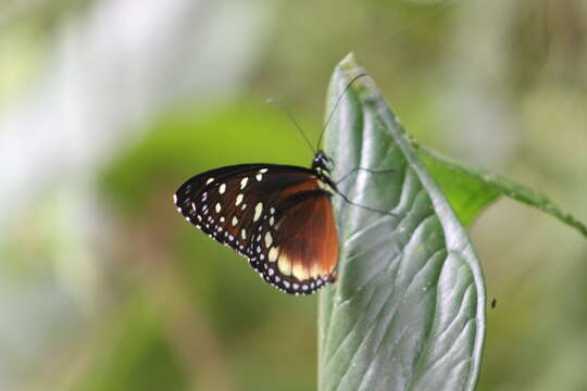 Imagem de Tithorea tarricina Hewitson 1857