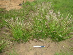 Image of Styppeiochloa gynoglossa (Gooss.) De Winter