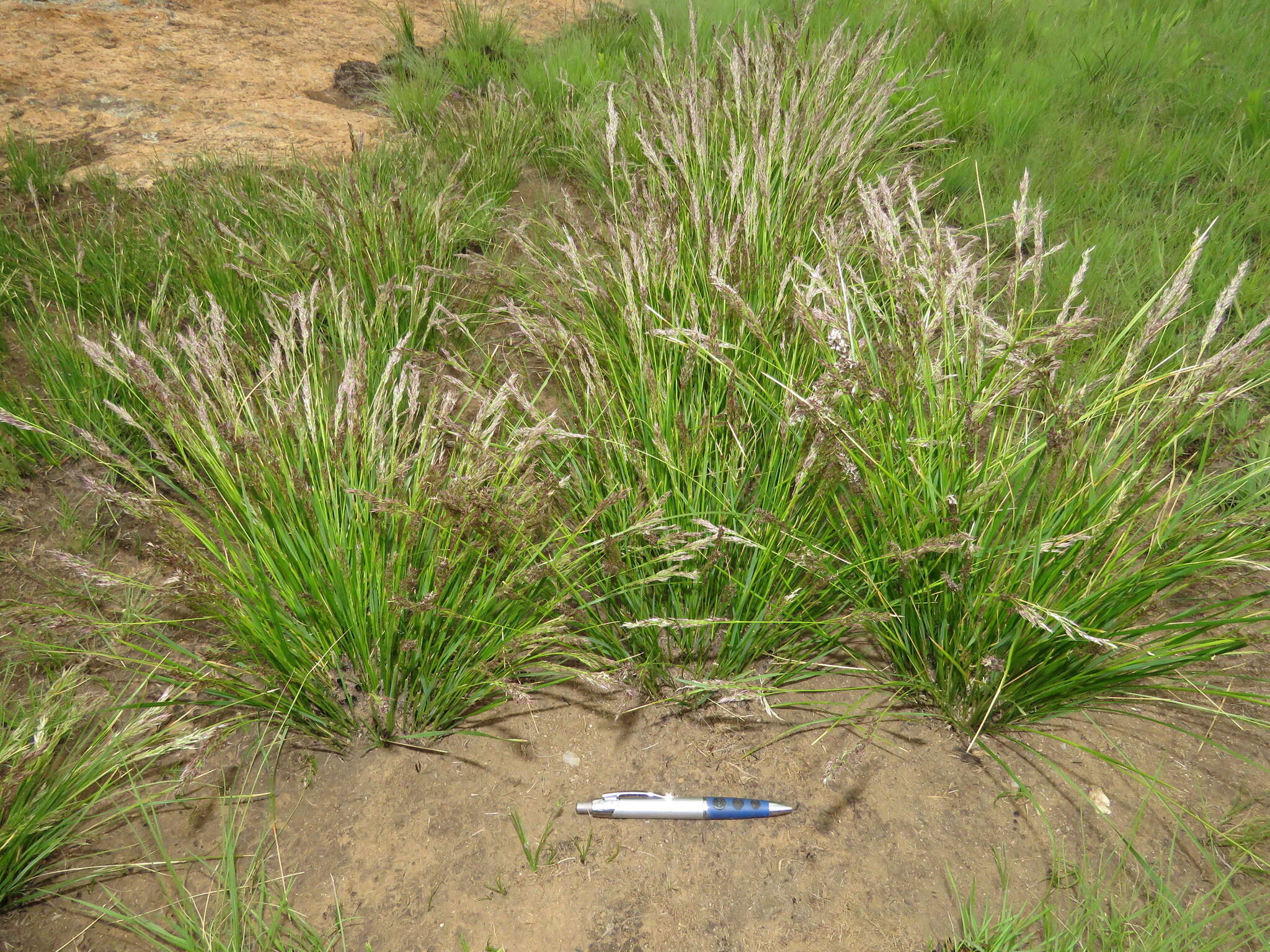 Image of Styppeiochloa gynoglossa (Gooss.) De Winter