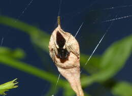 Image of Oxyopes flavipalpis (Lucas 1858)