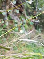 Image of Teucrium parvifolium (Hook. fil.) Kattari & Salmaki