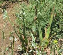 Image de Albuca canadensis (L.) F. M. Leight.