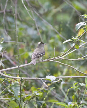 Image of White-crested Elaenia