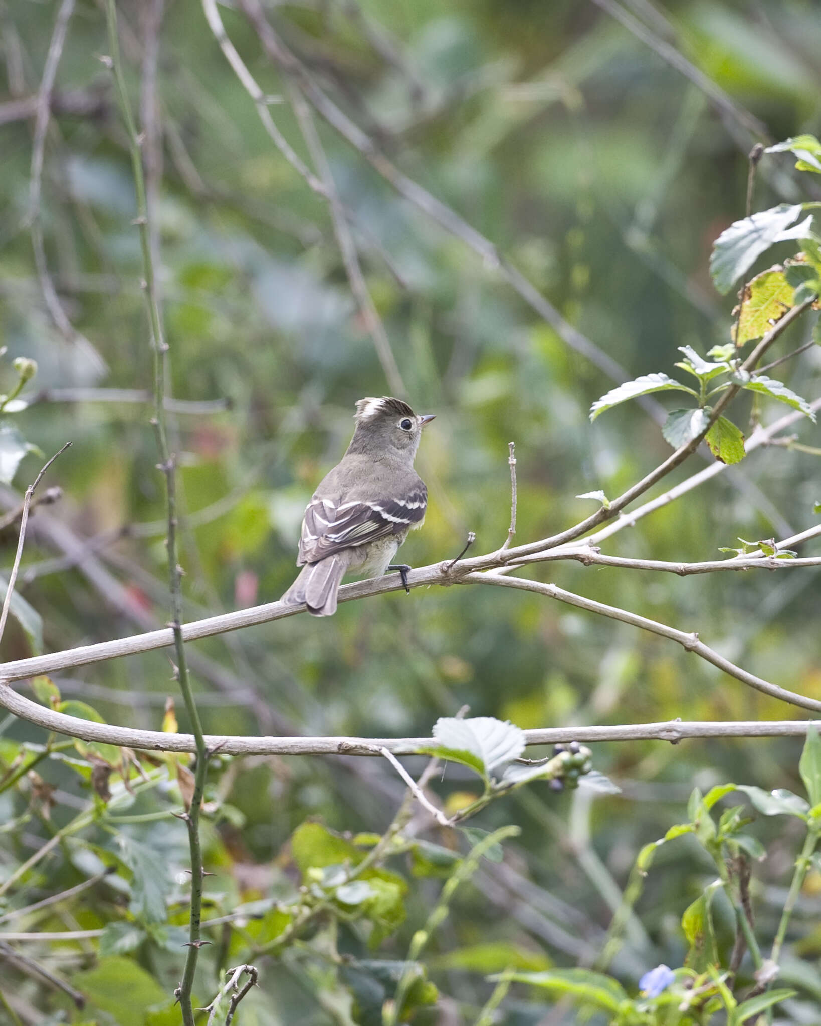 Image of White-crested Elaenia