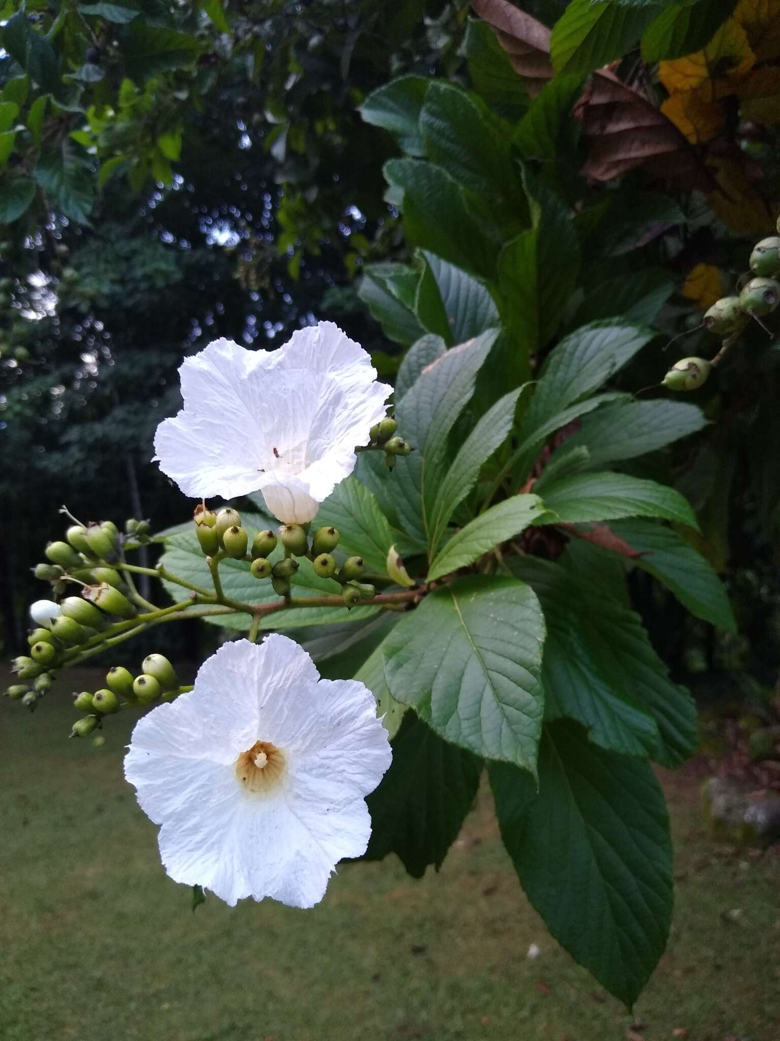 Image of Cordia superba Cham.