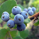 Image of Berberis rotundifolia Poepp. & Endl.