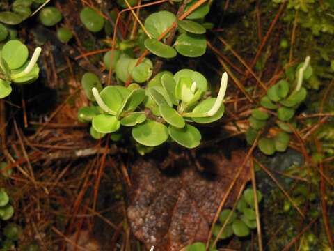 Image of Peperomia berlandieri Miq.