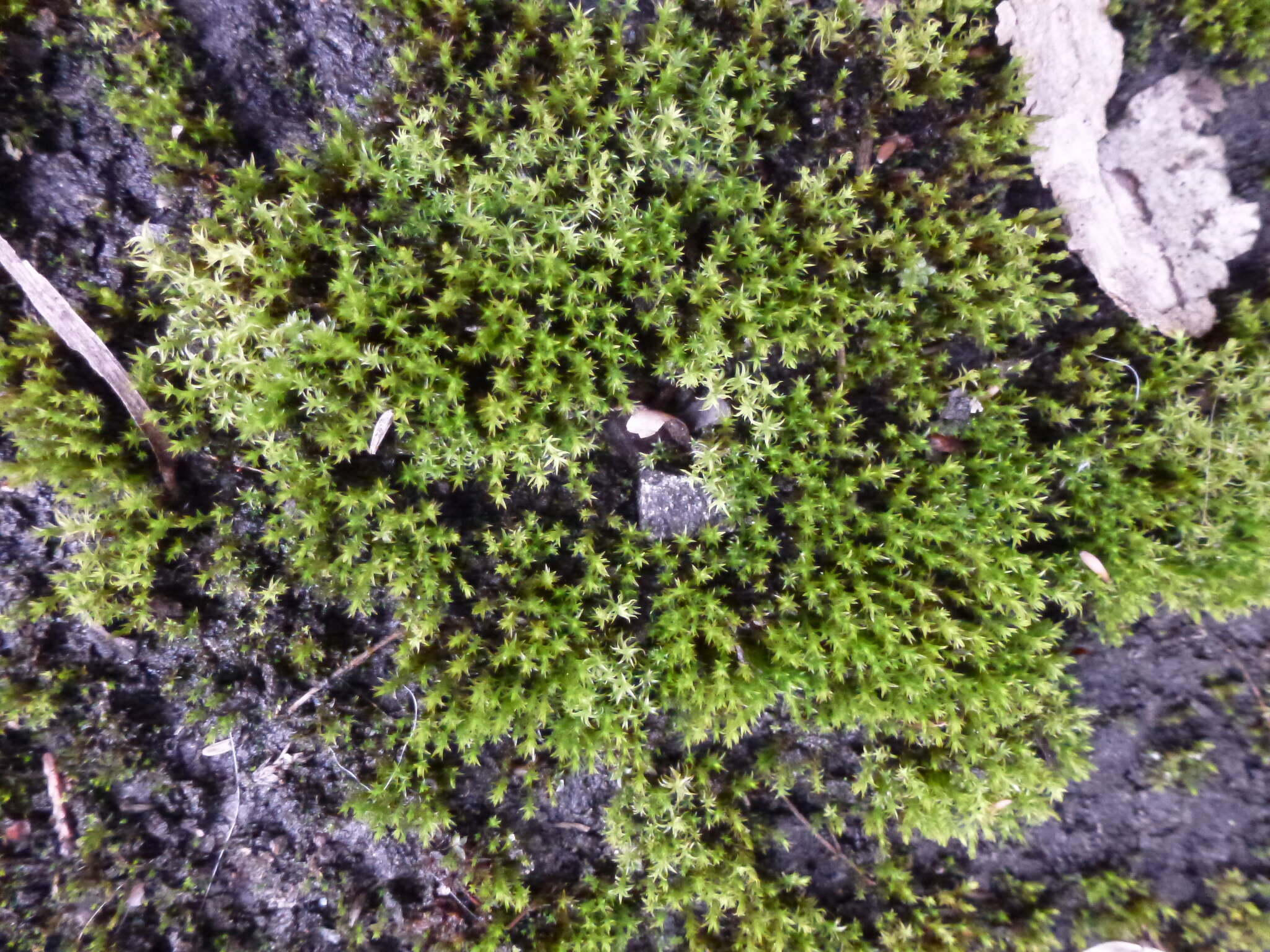 Image of Vinealobryum R. H. Zander