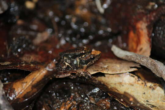 Image of crimson bush frog