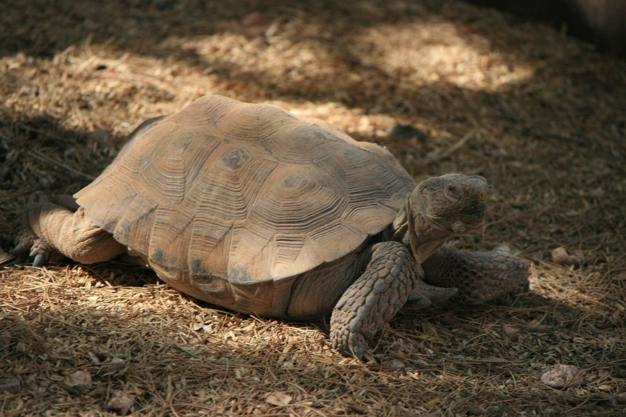 Image of Sonoran desert tortoise