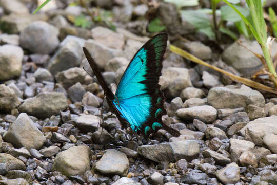 Image of Papilio lorquinianus Felder & Felder 1865