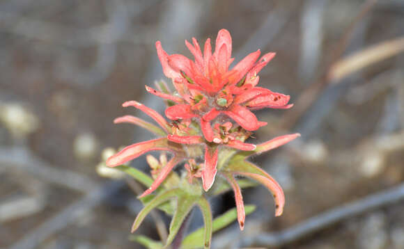 Image of Peck's Indian paintbrush