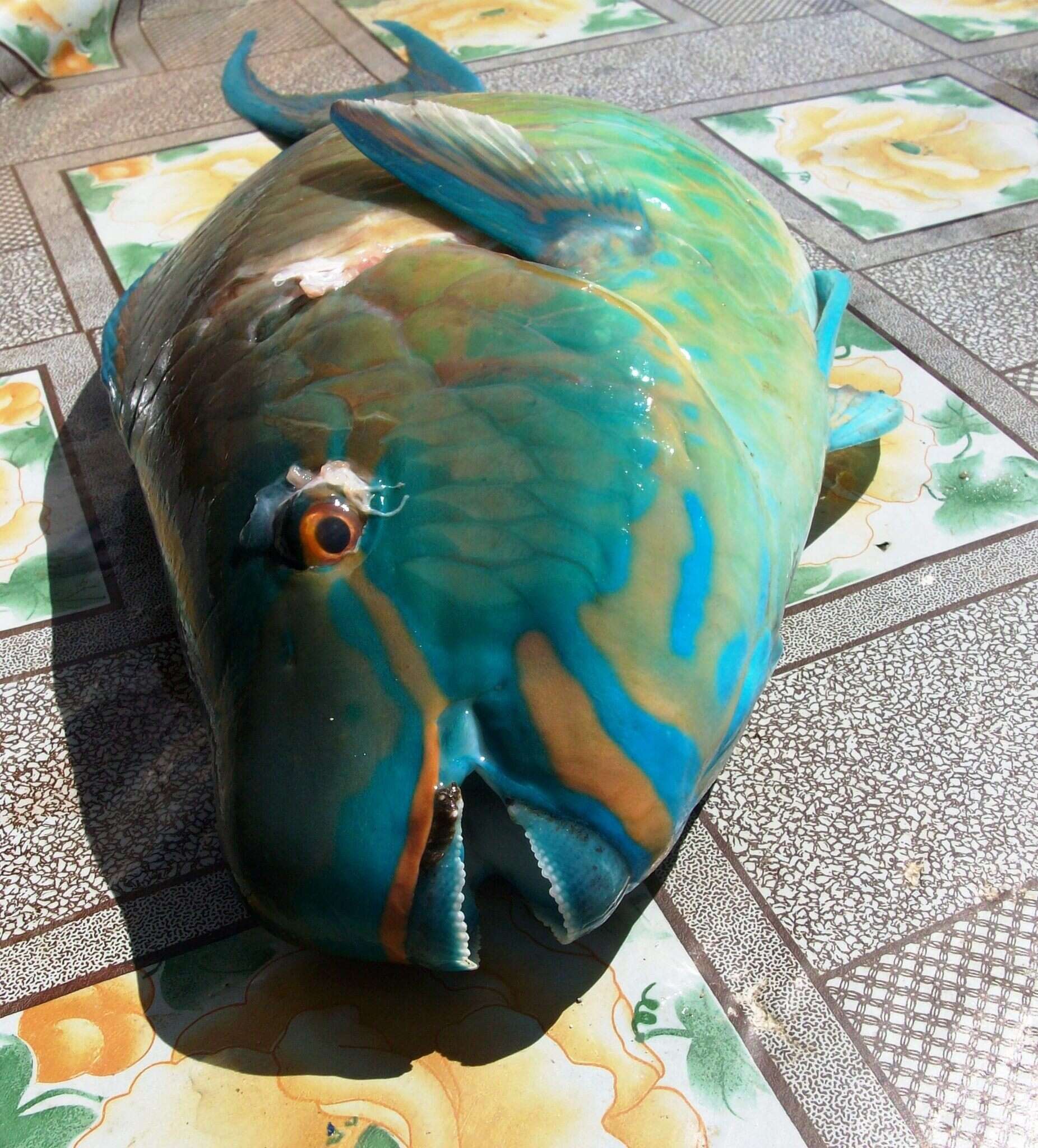 Image of Bicolor Parrotfish