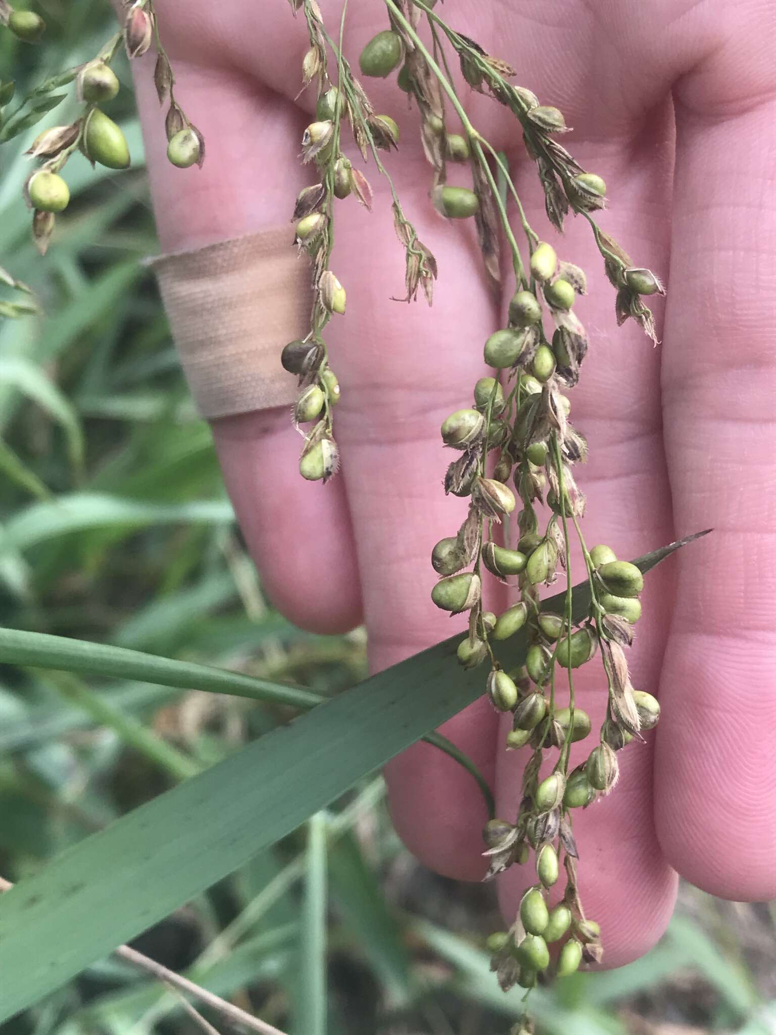 Panicum deustum Thunb.的圖片