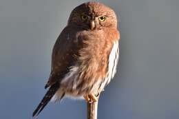 Image of Glaucidium gnoma swarthi Grinnell 1913