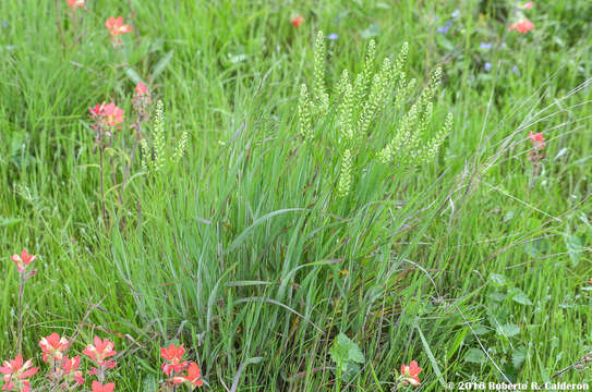 Image de Lepidium austrinum Small