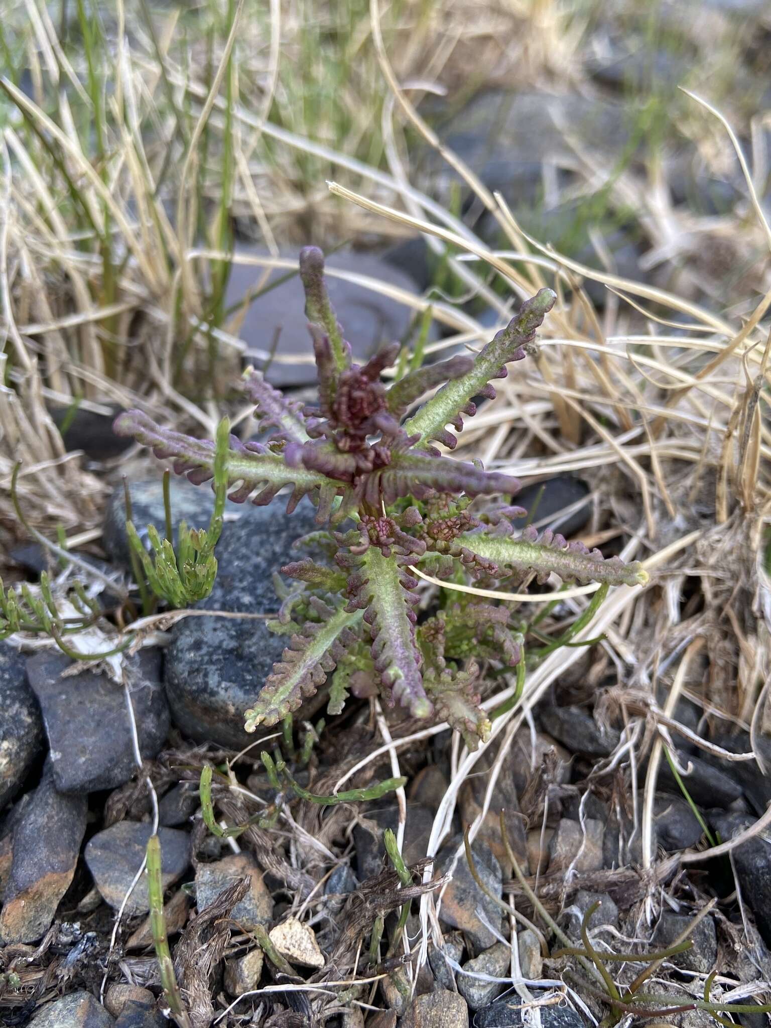 Image of Small-Flower Lousewort