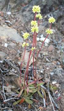 Image of Crassula pubescens Thunb.