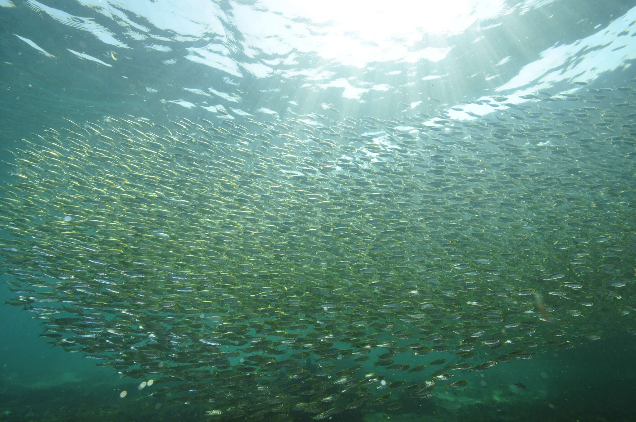 Image of Spotback herring