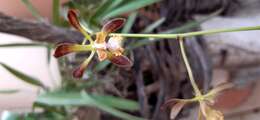 Image of Encyclia alata subsp. parviflora (Regel) Dressler & G. E. Pollard