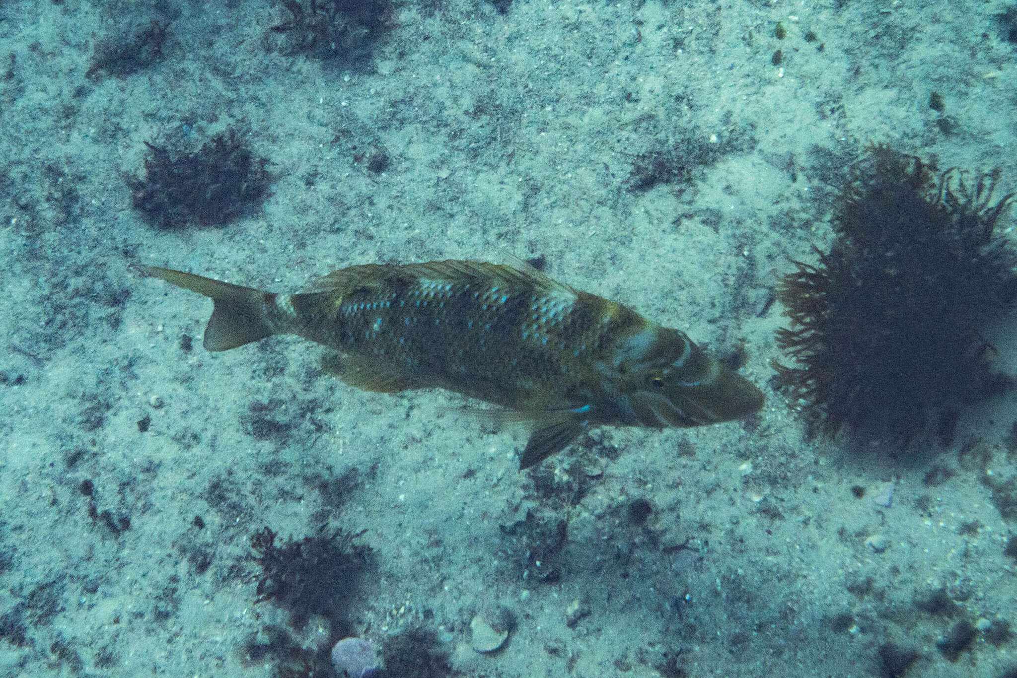 Lethrinus nebulosus (Forsskål 1775) resmi