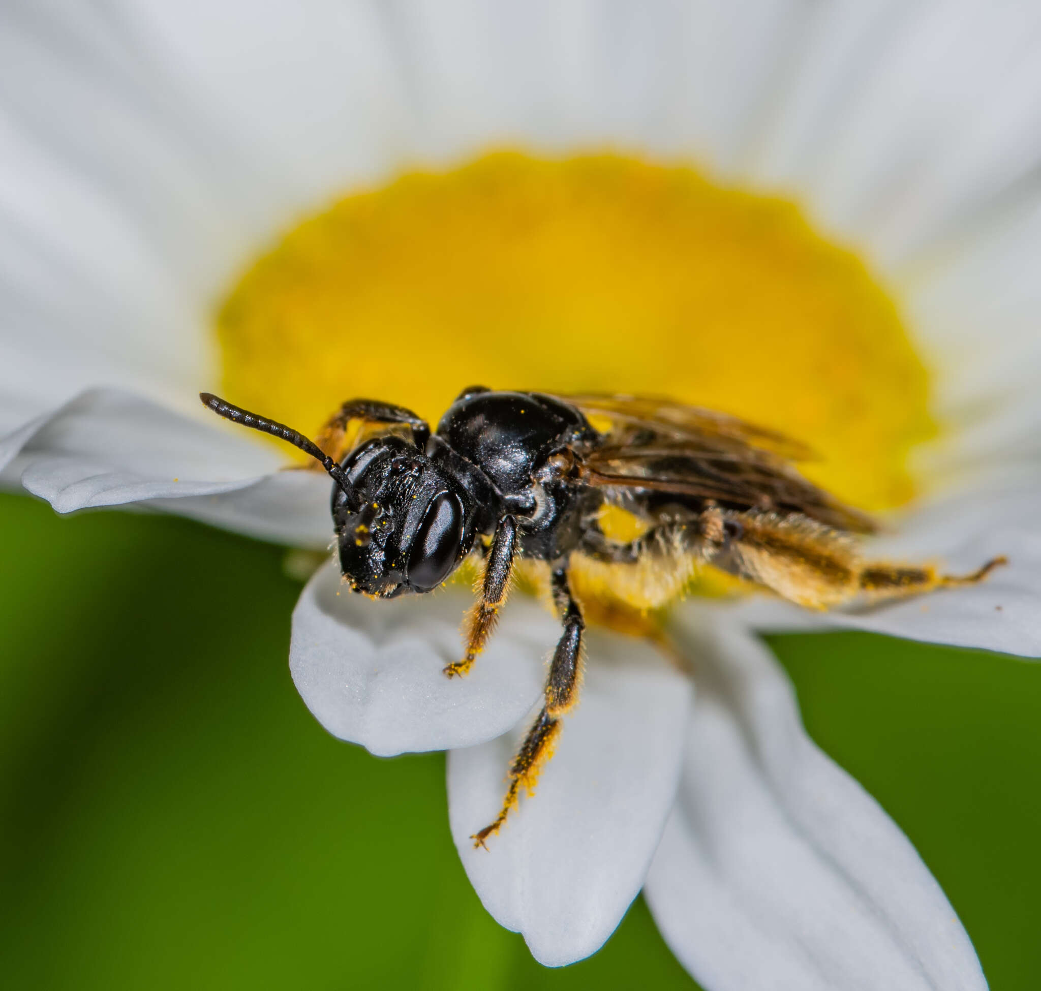 Image of Andrena integra Smith 1853