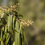 Image of Geijera parviflora Lindl.