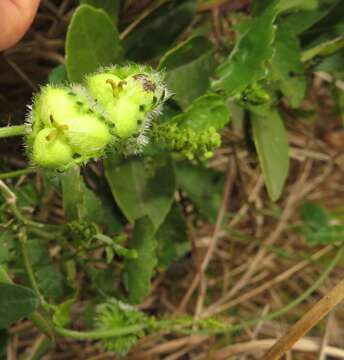 Image of Tragia meyeriana Müll. Arg.