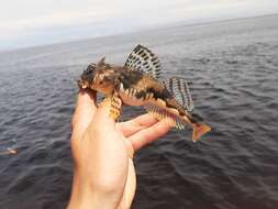 Image of Arctic Staghorn Sculpin