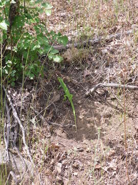 Image of Lacerta diplochondrodes dobrogica