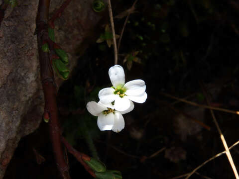 Sivun Saxifraga italica D. A. Webb kuva