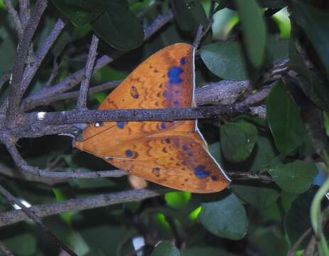 Imagem de Achaea xanthoptera (Hampson 1910)