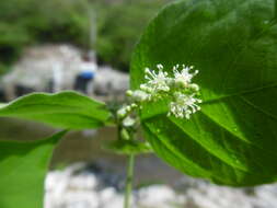 Image of Croton morifolius Willd.